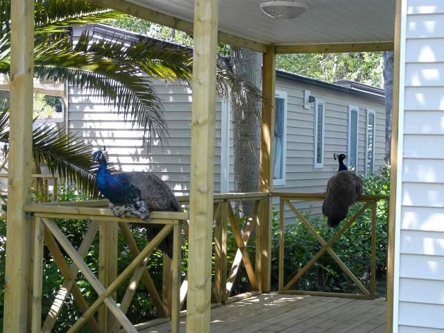 Marina d\'Erba Rossa